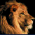 mini-lion avatar