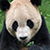 PandaBear1984 avatar