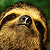 Sloth avatar