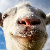 Simulated goat avatar