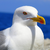 The Seagull Enthusiast avatar