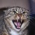 Angery_Cat avatar