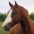 ahorse avatar