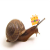 Just a snail avatar