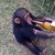 Alcoholic_Ape avatar