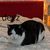 loaf cat avatar