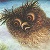 Owlet VII avatar