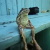 Sitting_Frog avatar