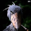 birdlikesmusic avatar
