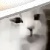 WhiteCatt avatar
