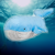 wombokombo38 avatar
