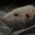 King Garford avatar