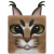 SpookyShadows avatar