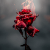 ROSEVELT avatar