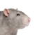 ItsaRat avatar