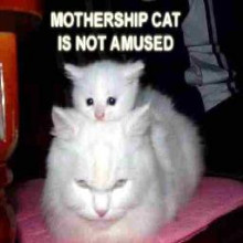 mothership cat