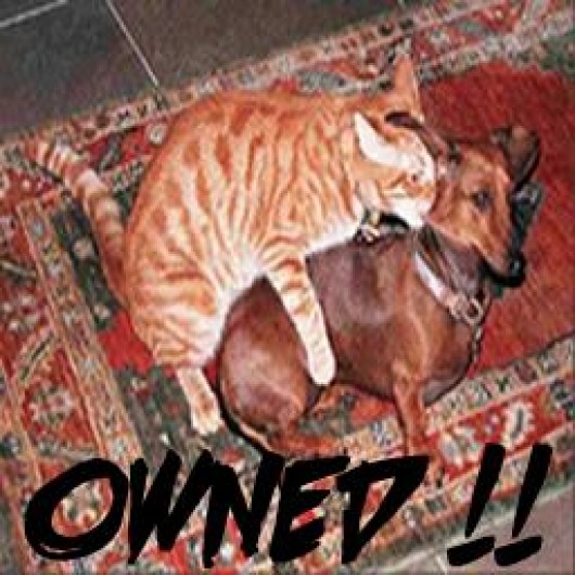 Dog sales raping cat