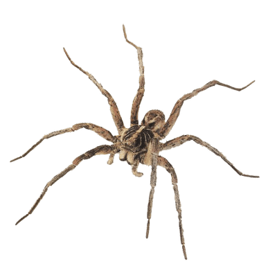 Transparent Spider