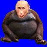 Putin Monkey