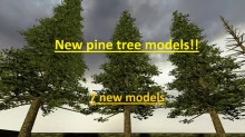 Hg_pine_trees_01