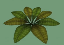 Big leafy plant