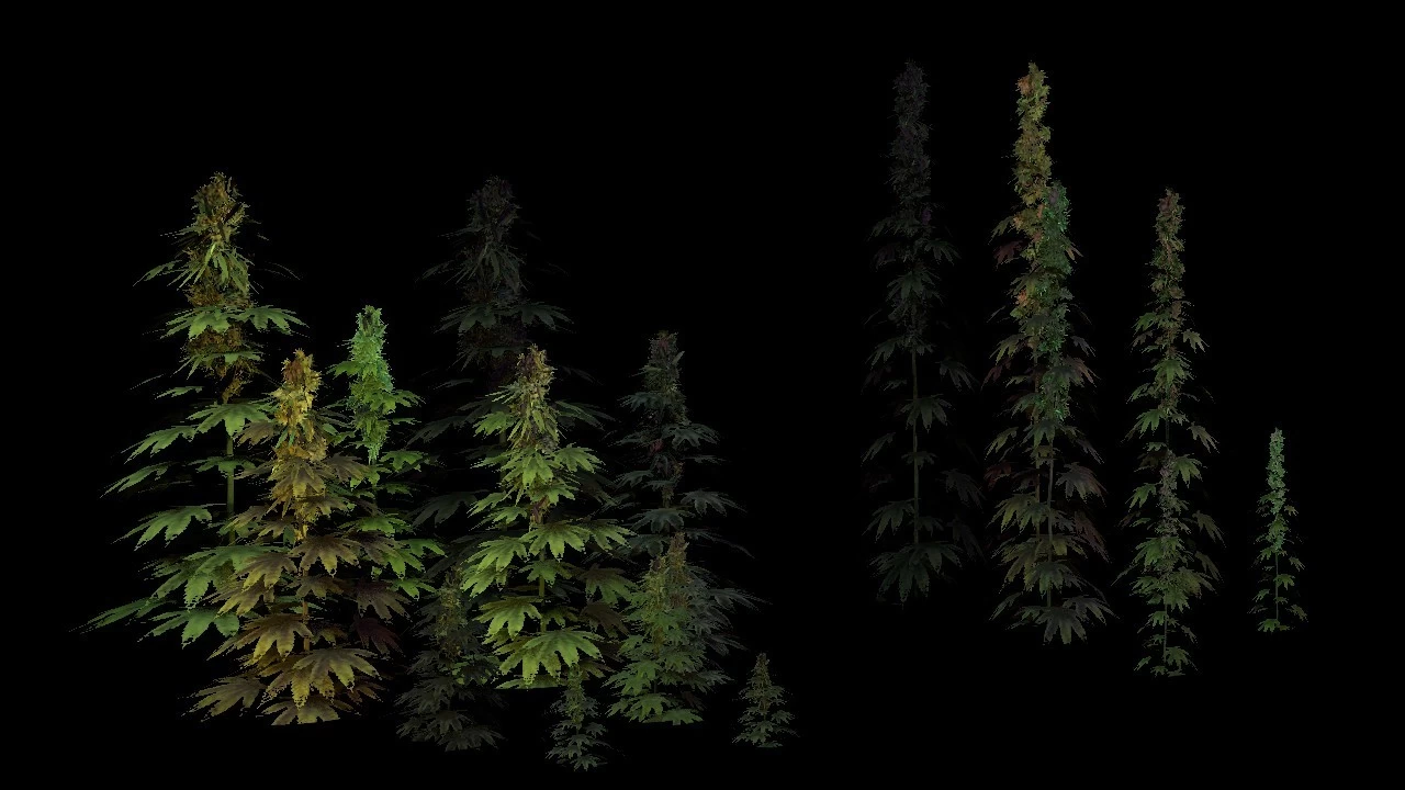 Cannabis Plants 3D Model