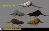 Rat;s Galore