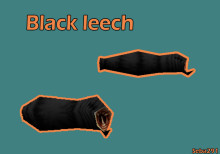 Black leech