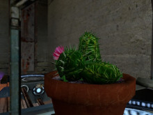 HD Cactus