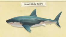Only Great White Sharks Spawn