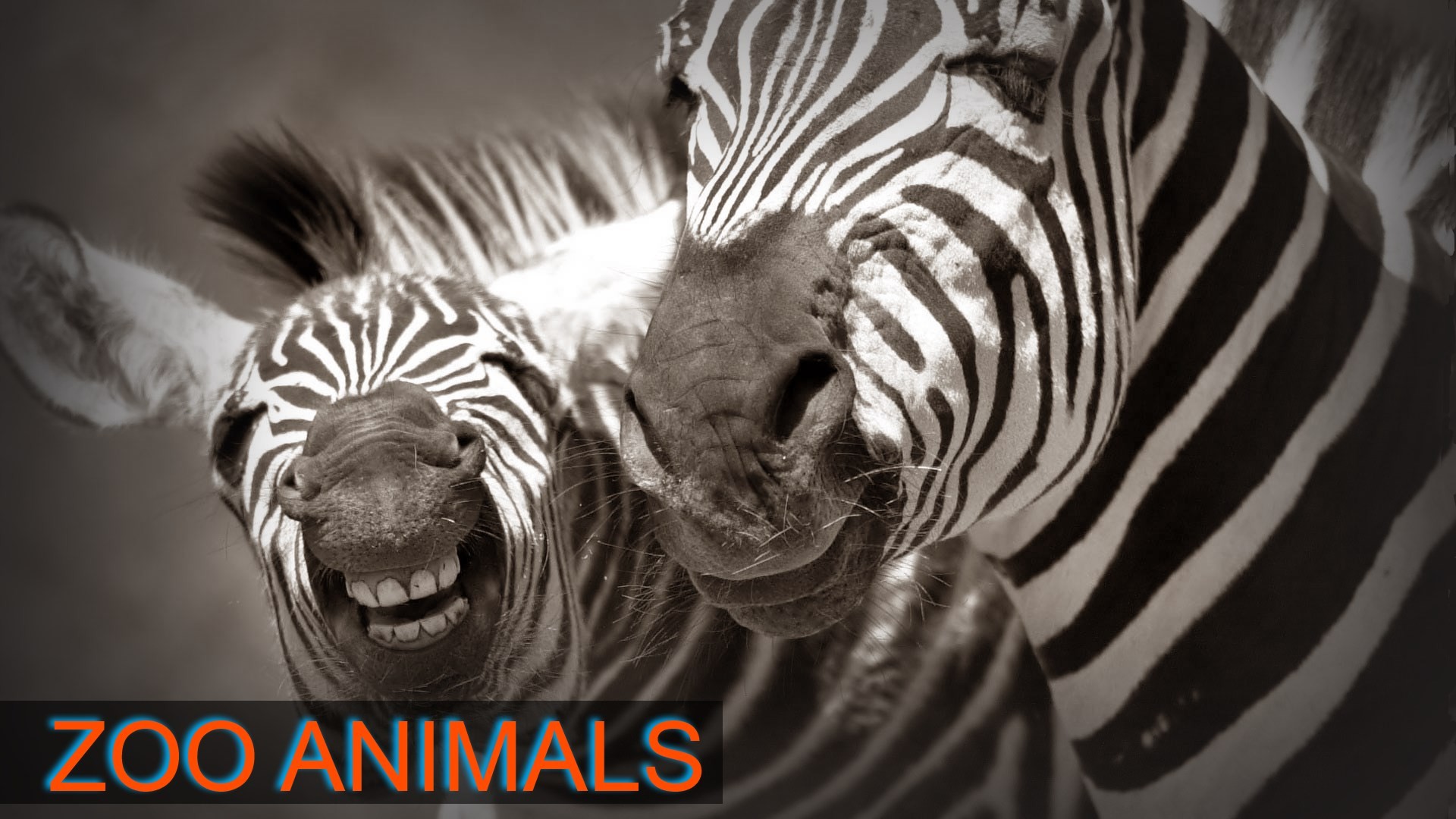Zoo Animal Menu Backgrounds