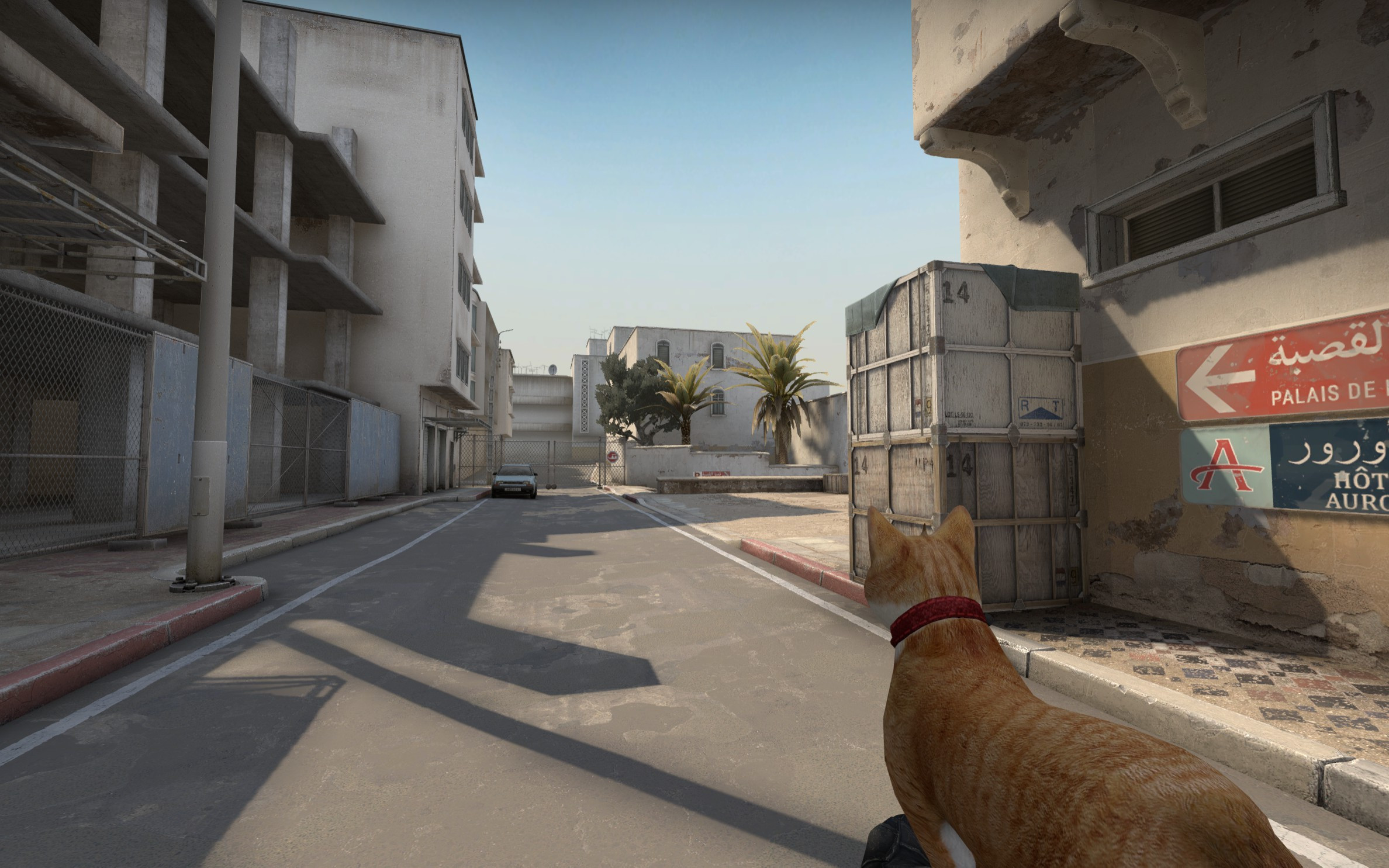 Кот на аву в кс. Коты кс. Кот глобал. Кот с ножом из кс. Кот кс го.