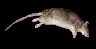 Stock Shovel Rat(reupload)