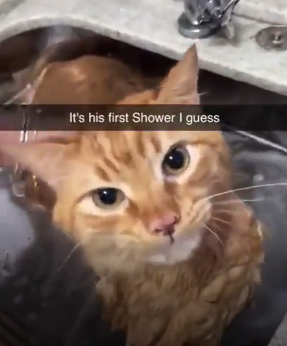 vs abababa cat