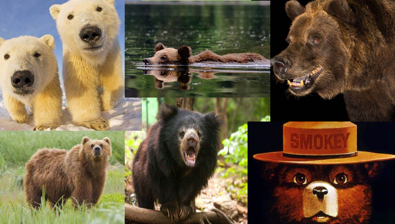 Vs. A Bear