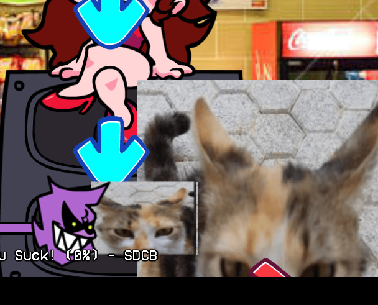 Kica Your Friendly Neighborhood Cat Over BF