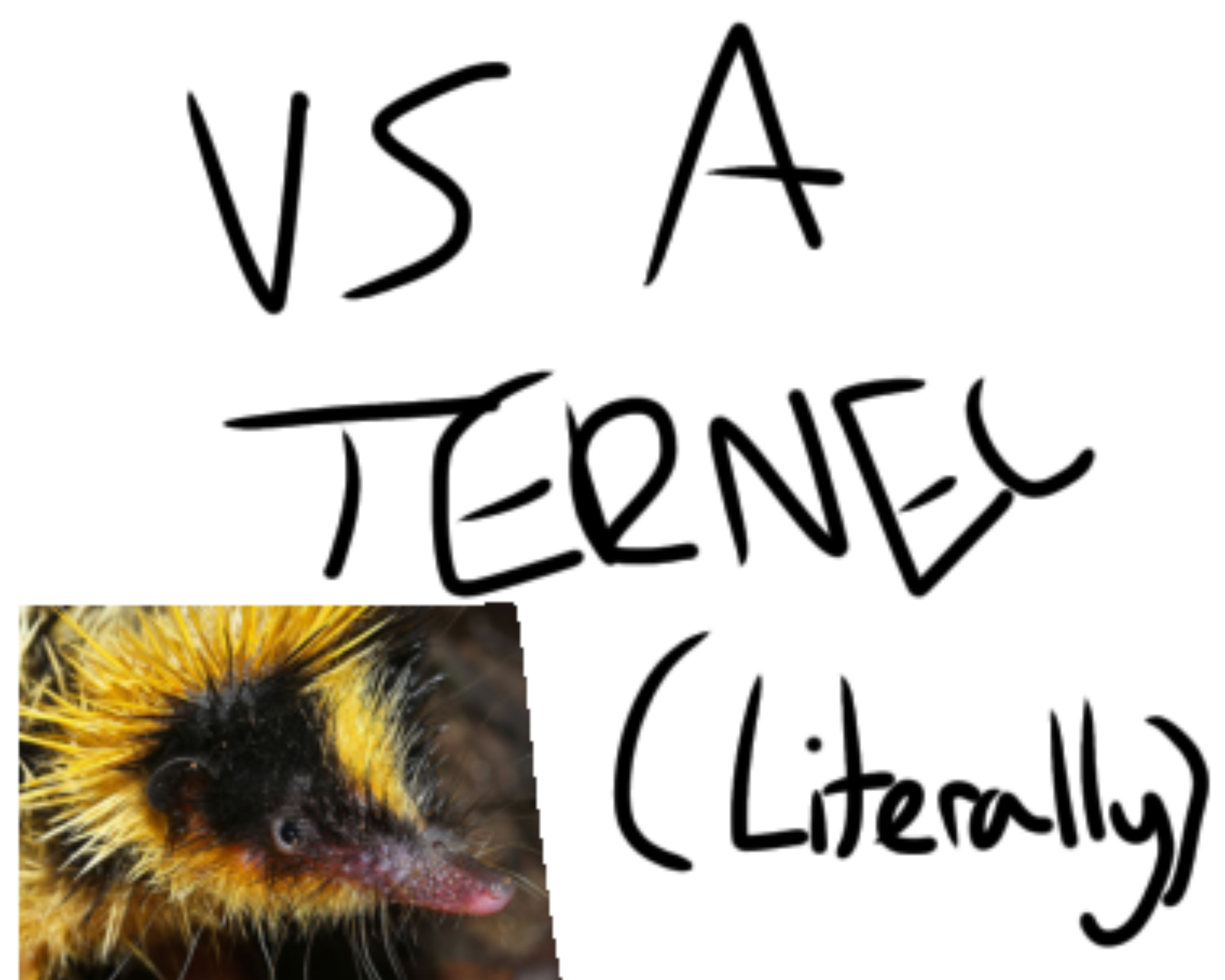 Vs a Ternec (literally)