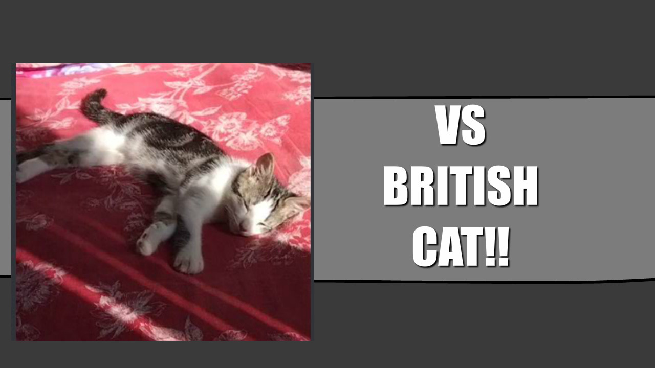 vs british cat (oneshot) (stock update)