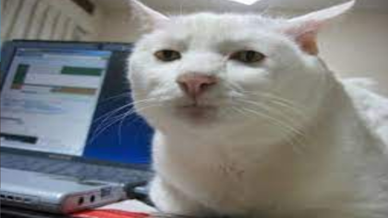 vs white cat