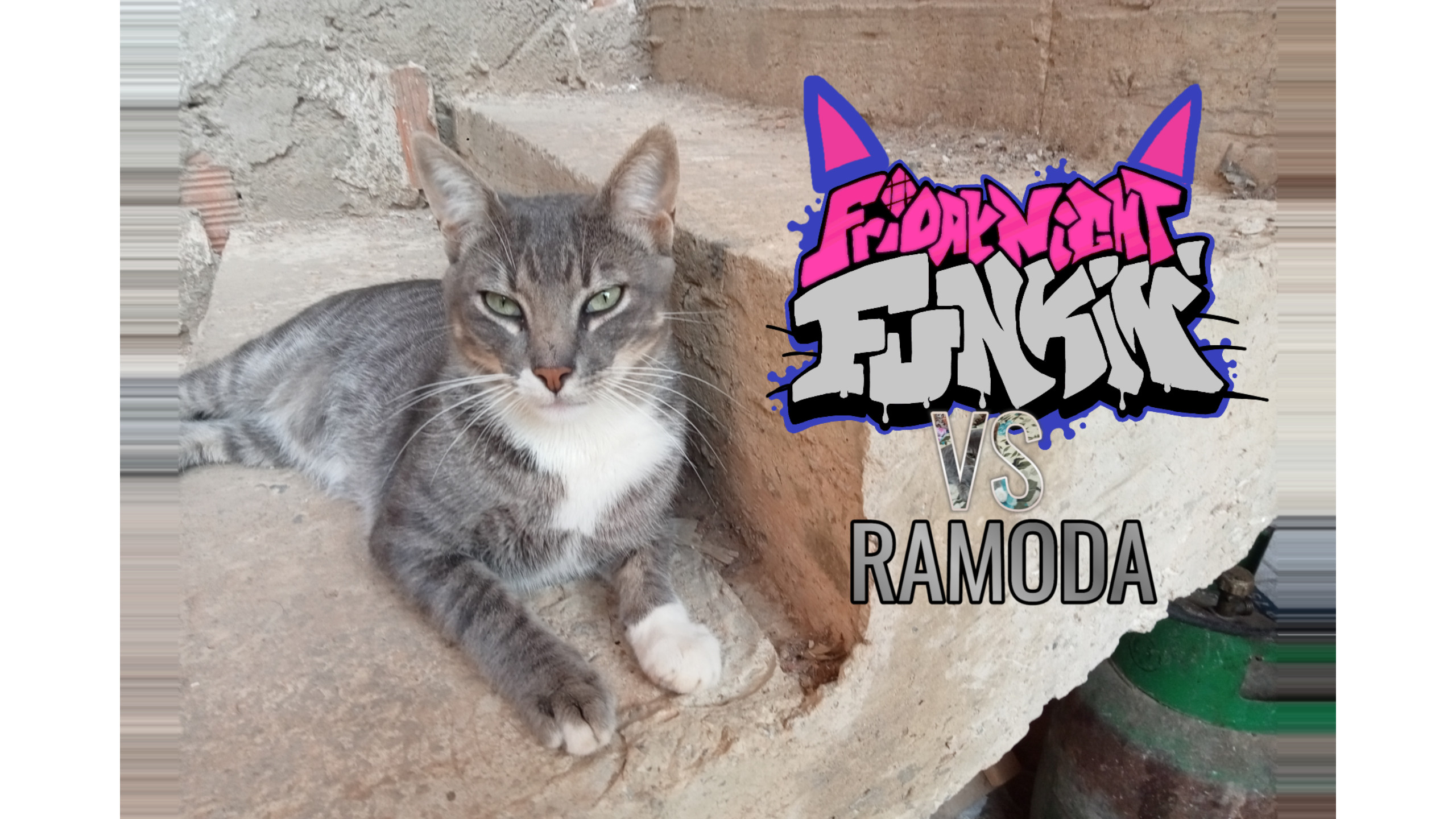 VS RAMODA THE GRAY CAT