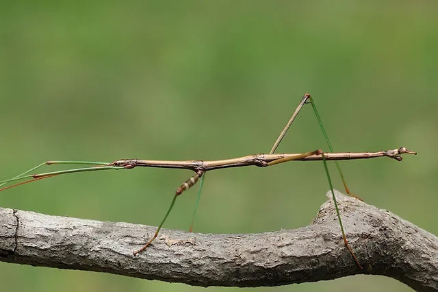 Valve Stick Bug
