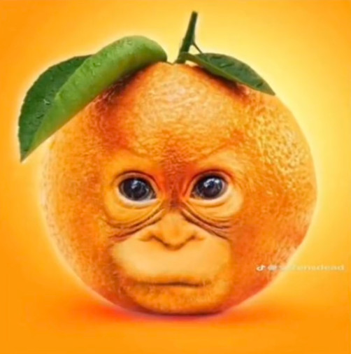 Vs Orange Baby Orangutan