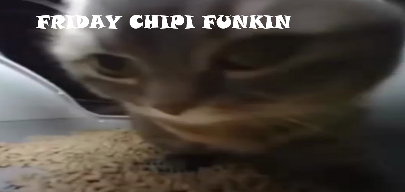 Friday Chipi Funkin!