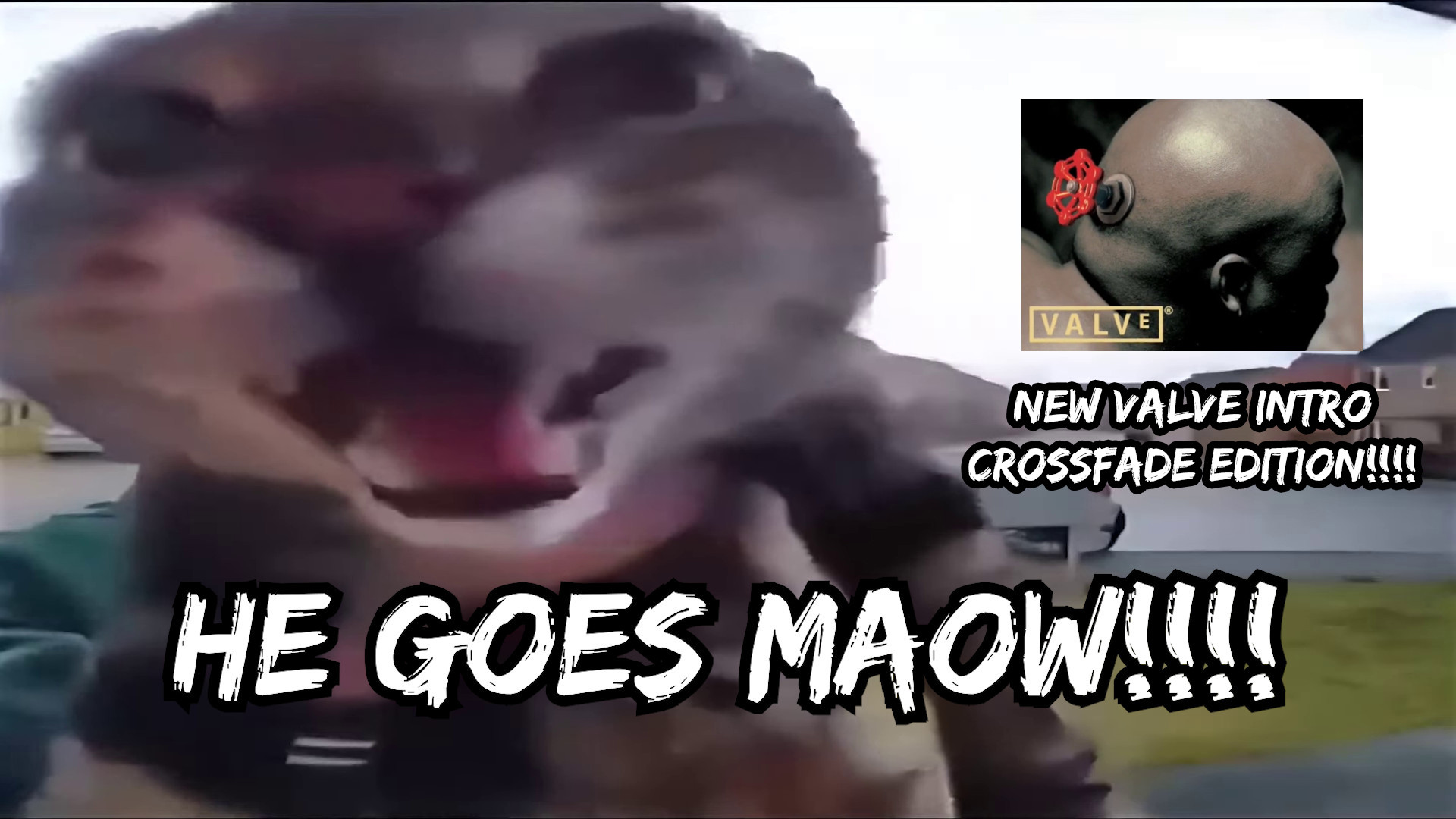 MAOW cat 1080p 60fps valve intro