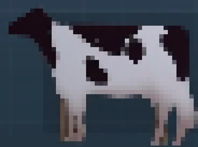 cus_cowfort