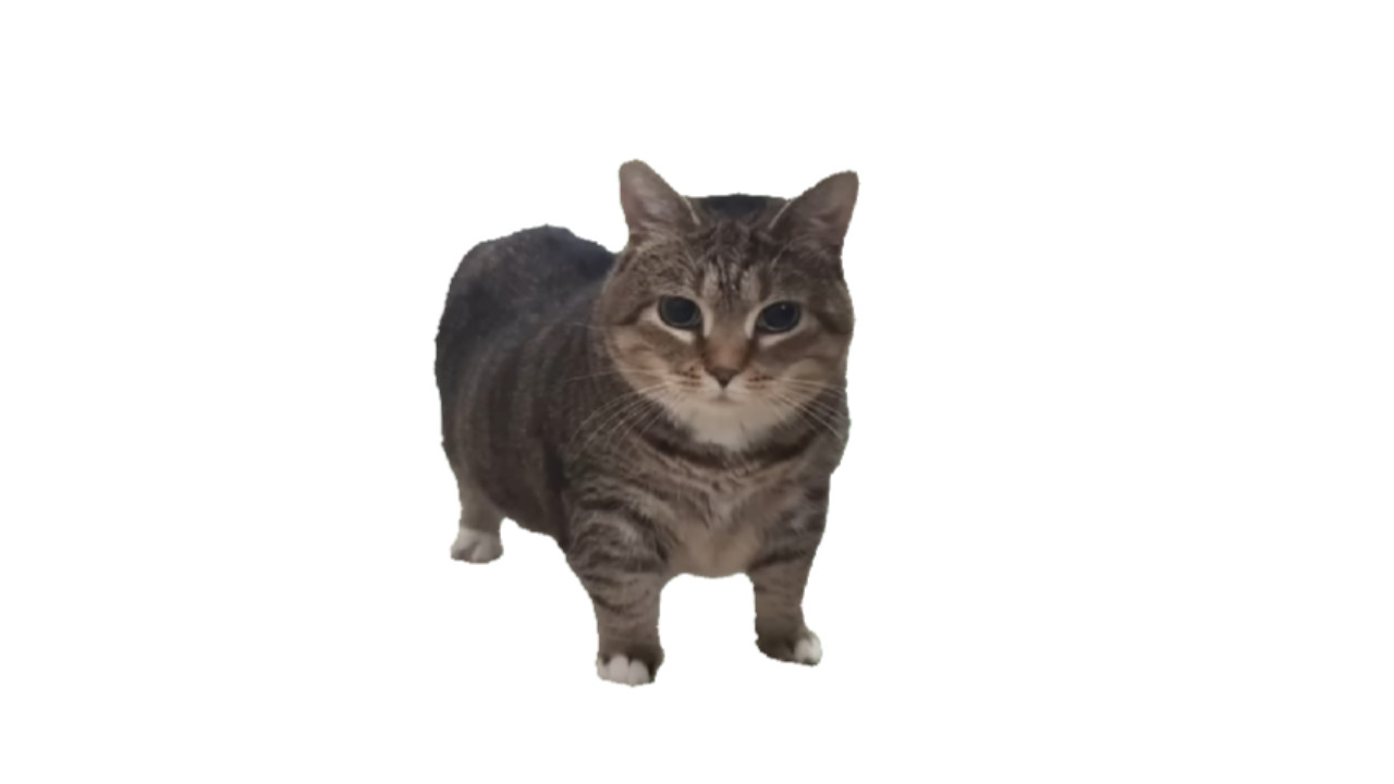 Oiia Cat Pack Beta