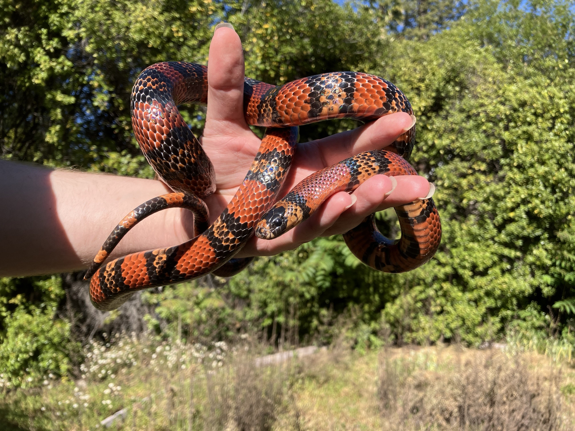 Honduran Milk Snake over Rope Snake Mod for Super Smash Bros. Ultimate ...