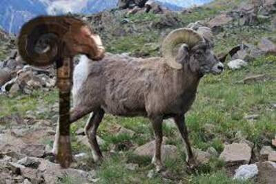 (casual) ram hammer