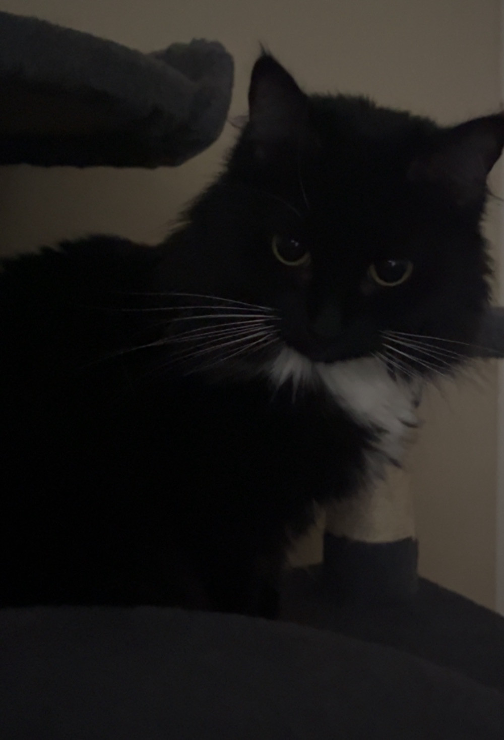 Seven Ult audio replaced with Vox Dei