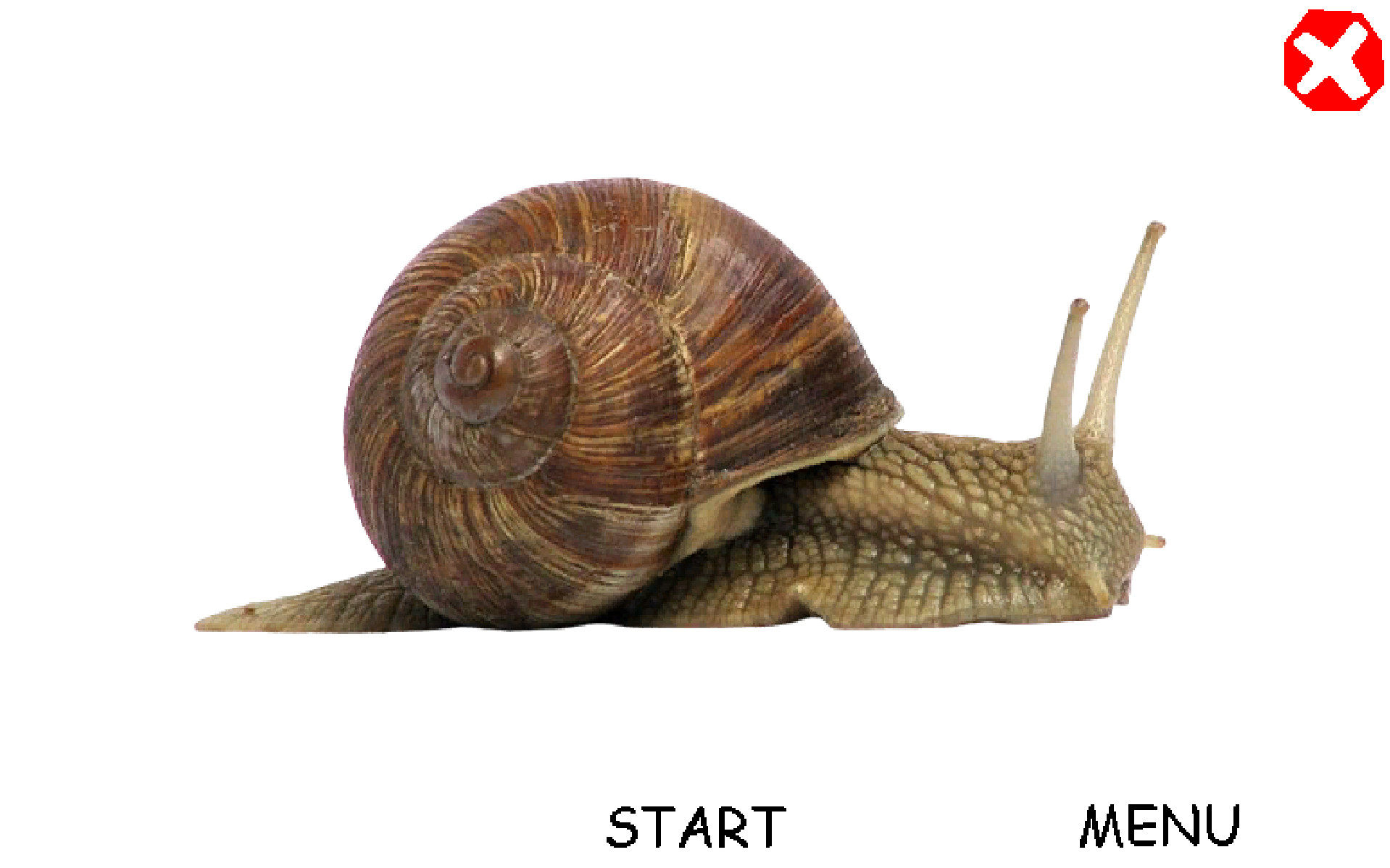 Immortal Snail